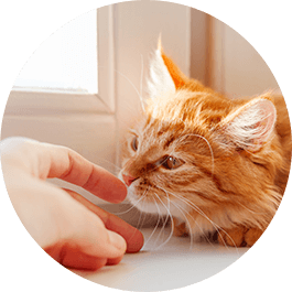 動物が大好きだからこそできるお仕事
