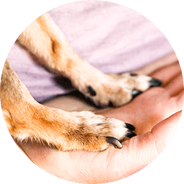 動物は「家族」「ペット」という括りでは扱いません