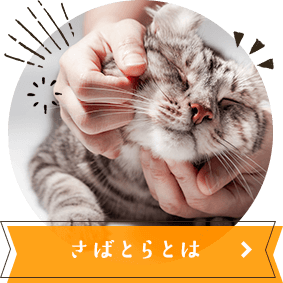 さばとらとは