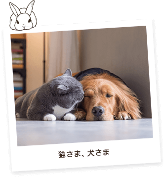 猫さま、犬さま