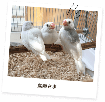 鳥類さま