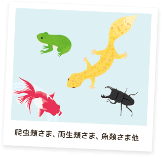 爬虫類さま、両生類さま、魚類さま他